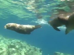 Several California Sea Lions (Zalophus californianus,) swimming near surface together, La Paz, Sea of Cortez, Mexico Stock Footage