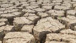 Dolly camera: drought Stock Footage