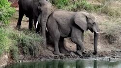 two elephants Stock Footage