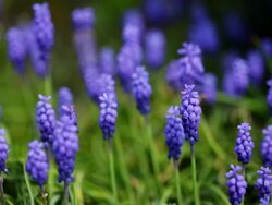 Lavender flowers Stock Footage