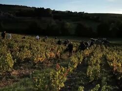 men and women workers walking through vineyard Stock Footage