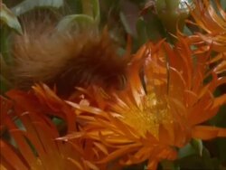 BCU Hairy caterpillar crawling across orange Mesembryanthemum, South Africa Stock Footage