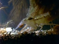 Dragonfly nymph, MCU nymph catches and eats tadpole.  Panama. Stock Footage