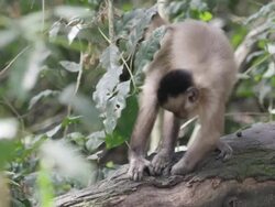 MS Capuchin Monkey on branch / Atlanta, United States Stock Footage