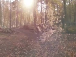 particle leafs with life footage of autumn forest HD Stock Footage
