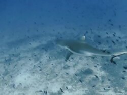 Above shot of shark swimming predatorily amongst fish in the Maldives Stock Footage