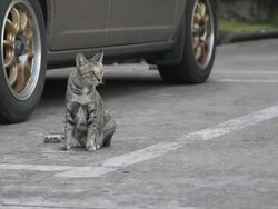 Blind cat Stock Footage
