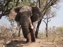 MS TD TU large African elephant scuffs front right foot in ground / ghanzi district, ghanzi district, botswana Stock Footage