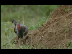 Jungle fowl (Gallus sp.) foraging for termites emerging from mound, Nagarahole, India Stock Footage