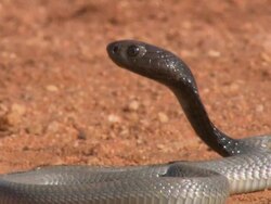 Snake coiled up, alert, Kenya Stock Footage