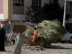 DONKEYS CARTS AND SUGAR CANE Stock Footage