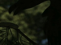 Medium Shot Slow Motion - Raven swoops down to strike a chameleon in tree / California USA Stock Footage