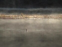 Duck Escape Stock Footage