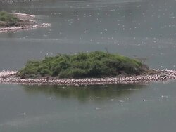 WS View of lesser flamingo colony in lake / National Park, Africa, Kenya Stock Footage
