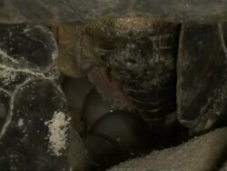 CU Green Turtle laying eggs, rear view, Sangalaki, Indonesia Stock Footage