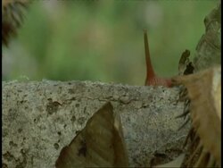 CU red bodied snail moving on branch, Western Ghats, India Stock Footage