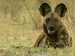 CU Shot of African wild dog resting and observing surroundings / Okavango Delta, North-West District, Botswana Stock Footage