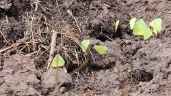 Yellow butterflies feeding on minerals from the soil in the orchard. Stock Footage