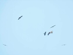 WS LA birds of pray in sky (Lesser Spotted Eagle-Aquila pomarina) / Judea, Israel Stock Footage