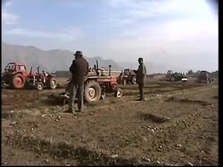 Latest programme to destroy poppy seeds used to produce opium News Clip