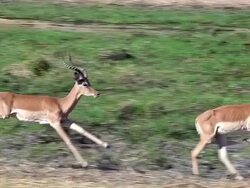 MS TS SLO MO Shot of two Impala (aepyceros melampus) running along Khwai River at Okavango Delta forest area / Moremi Reserve, Africa, Botswana Stock Footage