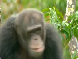 CU Chimpanzee sitting in tree in rain, shaking head Stock Footage
