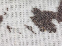 Moth eggs eclosion, Time lapse HD Stock Footage