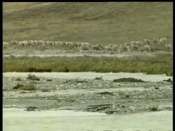 WA Caribou, Rangifer tarandus, herd moving across rocky river bed being chased by Grizzly bear, series, Arctic Circle Stock Footage