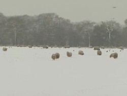 WA pan right across snow covered field full of sheep, United Kingdom Stock Footage