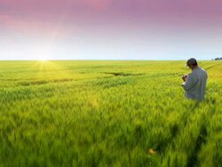 Farmer in Grain Field, Examining Crop Stock Footage