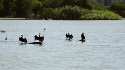 Duck with wings open to cool Stock Footage