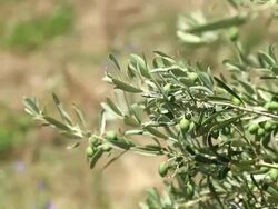 HD: Olive Tree Branches Shacked by Wind Stock Footage