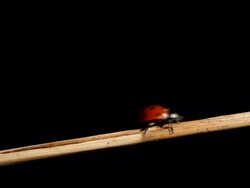ladybug Stock Footage