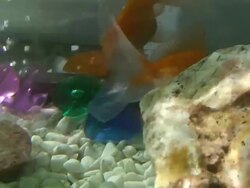 Fish tank Stock Footage