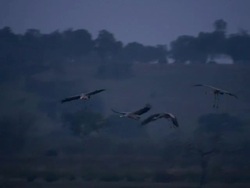 European Cranes (Grus grus) in flight and landing on lake shore, North East Extremadura in Dehesa. Stock Footage