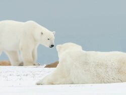 MS Polar bear sleeping on snow another Polar bear walking through in snowy landscap / Churchill, Manitoba, Canada Stock Footage