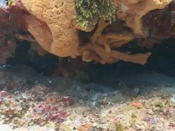 MS POV Giant Moray eel free swimming / Playa del Carmen, Isla Mujeres, Mexico Stock Footage