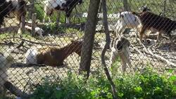 Farmers' anger over mass killing of livestock during plague outbreak News Clip