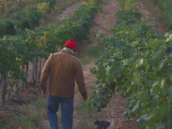 MS Man inspecting grape vines in vineyard / Zillah, Washington, USA  Stock Footage