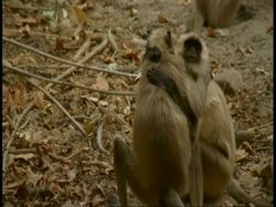 MS two Hanuman Langura, Semnopithecus entellus, hugging, Bandhavgarh National Park, India Stock Footage