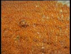 Panda Clownfish, protecting eggs, Mabul, Borneo, Malaysia Stock Footage