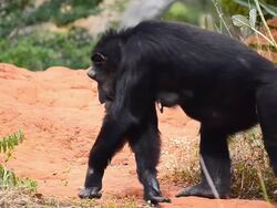 Chimpanzee Stock Footage