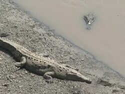 Crocodiles in the shore Stock Footage