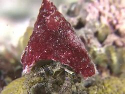 Crab under conical shell, feeding, Southern Visayas, Philippines Stock Footage