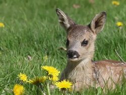 MS Fawn laying in meadow with yellow flowers / Vieux Pont, Normandy,  France Stock Footage