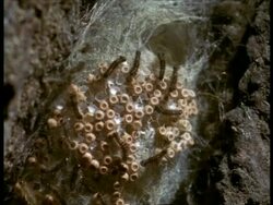 MCU Caterpillars and eggs of Vapourer Moth (Orgyia antiqua) hatching, England Stock Footage