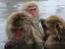 Japanese Macaques ( Macaca Fuscata ) monkeys, Jigokudani nature reserve, Chubu, Japan, Asia Stock Footage