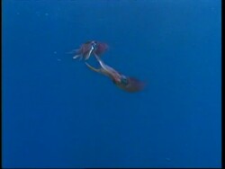Caribbean Reef squid male passes spermatophore to female and she tucks it away until her eggs are ripe, short sequence Stock Footage