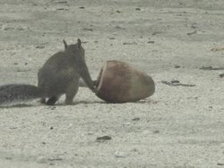 Squirrel and coconut 4 Stock Footage
