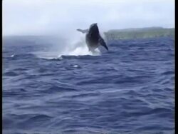WA Humpback Whale, Megaptera novaeangliae, with full body breaching above the water, Tonga Stock Footage